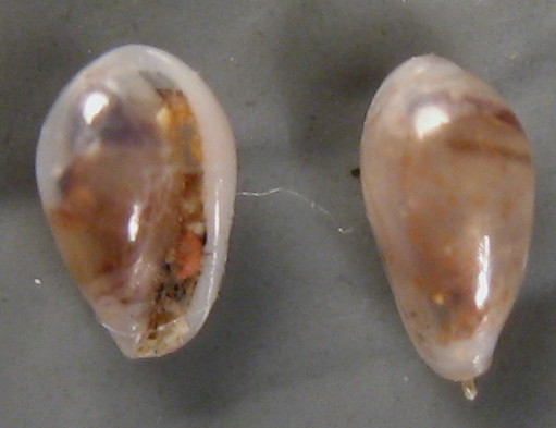 Granulina occulta (Monterosato, 1869)